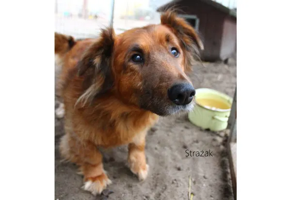 Pies do adopcji, Przyborówko, 7 grudnia 2021 (3/3)