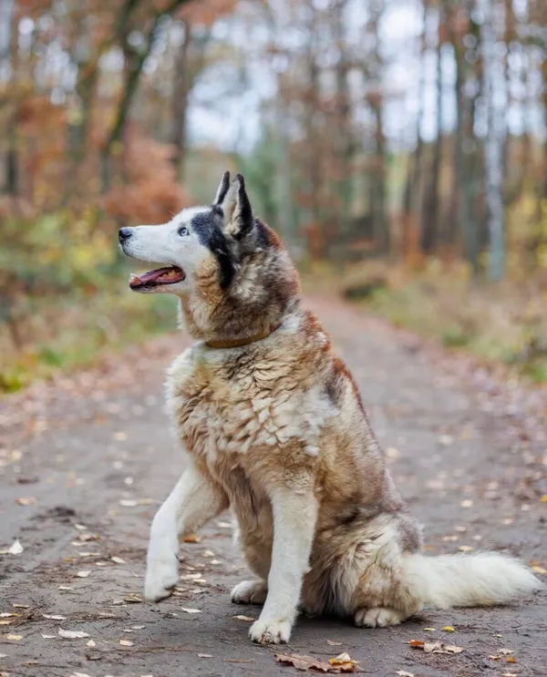 Pies do adopcji, Przyborówko, 8 lipca 2025 (4/5)