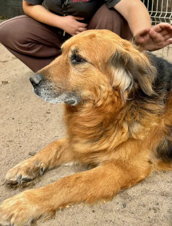 Pies do adopcji, Przyborówko, 28 grudnia 2025 (4/5)