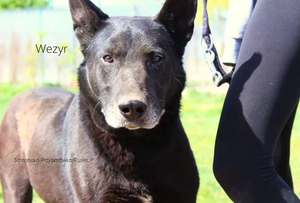 Pies do adopcji, Przyborówko, 20 sierpnia 2019 (4/5)
