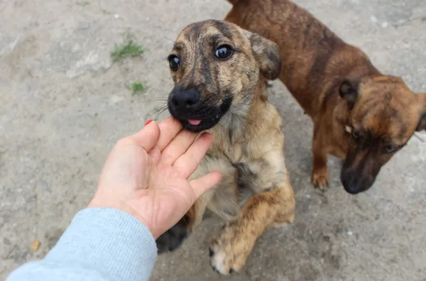 Pies do adopcji, Przyborówko, 14 września 2017 (5/5)