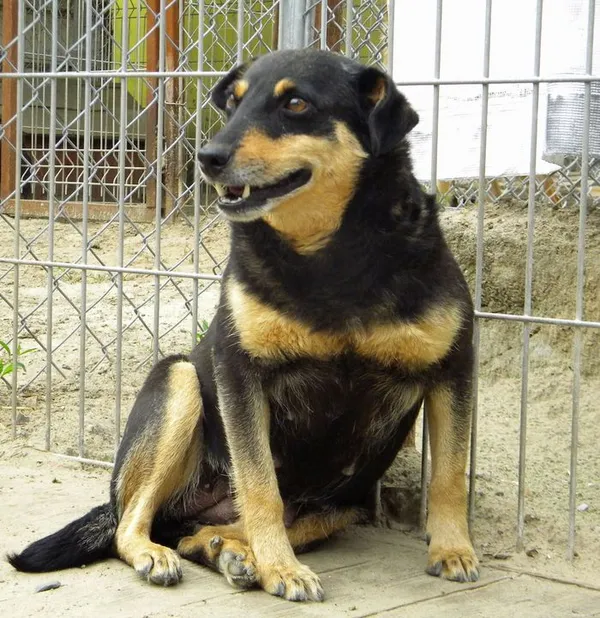 Pies do adopcji, Przyborówko, 6 czerwca 2014 (1/3)