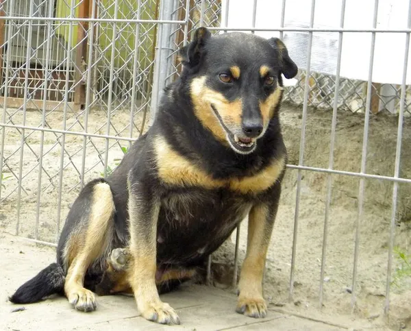 Pies do adopcji, Przyborówko, 6 czerwca 2014 (2/3)