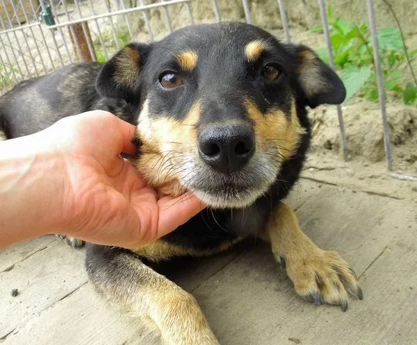 Pies do adopcji, Przyborówko, 6 czerwca 2014 (3/3)