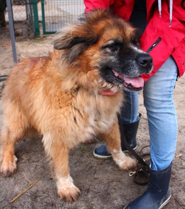 Pies do adopcji, Przyborówko, 4 stycznia 2022 (2/3)