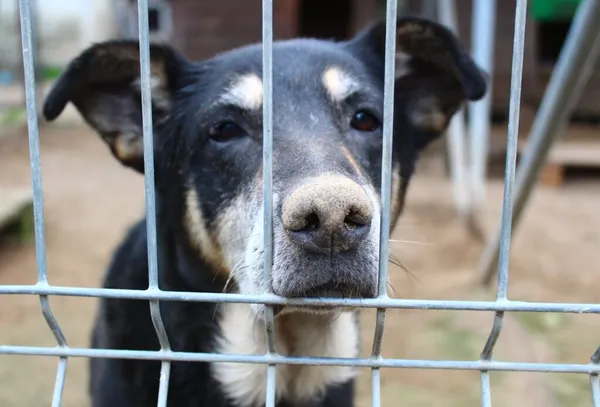 Pies do adopcji, Przyborówko, 19 grudnia 2021 (1/5)