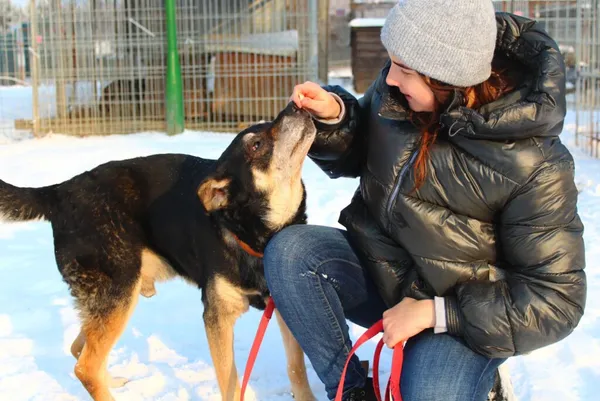 Pies do adopcji, Przyborówko, 19 grudnia 2021 (5/5)