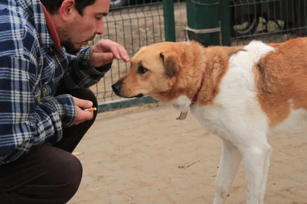 Pies do adopcji, Przyborówko, 13 marca 2019 (4/5)