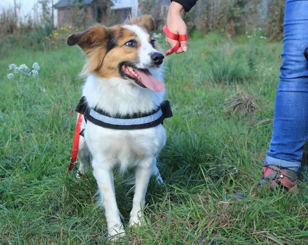 Pies do adopcji, Przyborówko, 4 października 2018 (3/3)