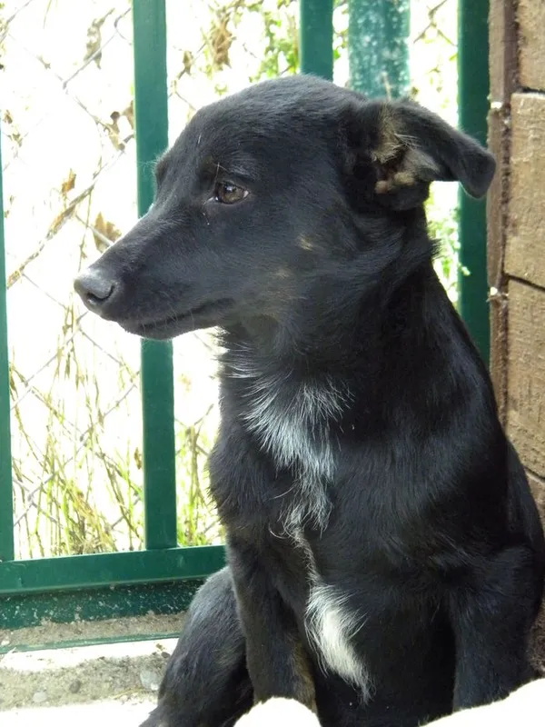 Pies do adopcji, Przyborówko, 20 października 2015 (1/2)