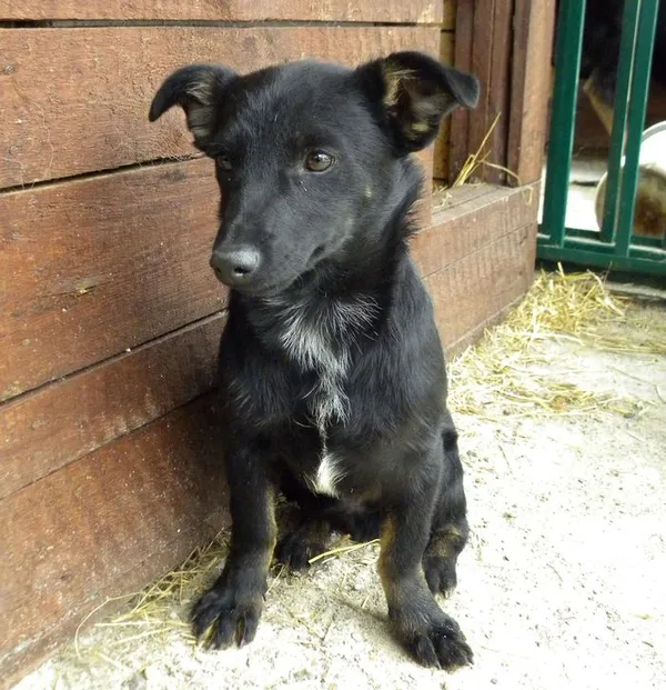 Pies do adopcji, Przyborówko, 20 października 2015 (2/2)