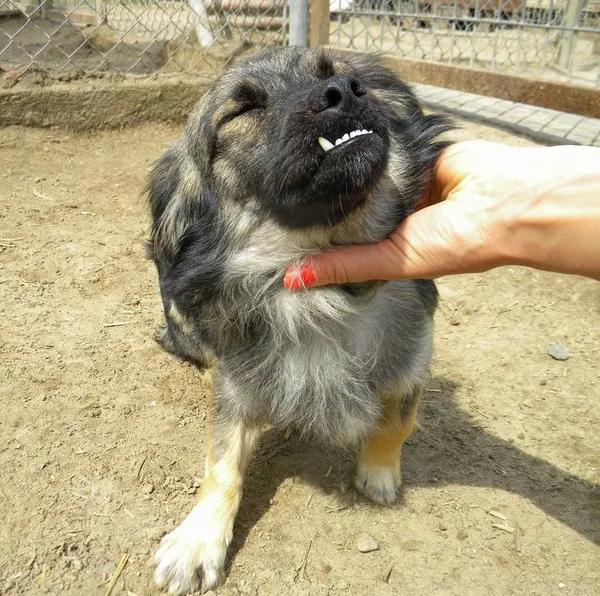 Pies do adopcji, Przyborówko, 4 sierpnia 2015 (2/2)