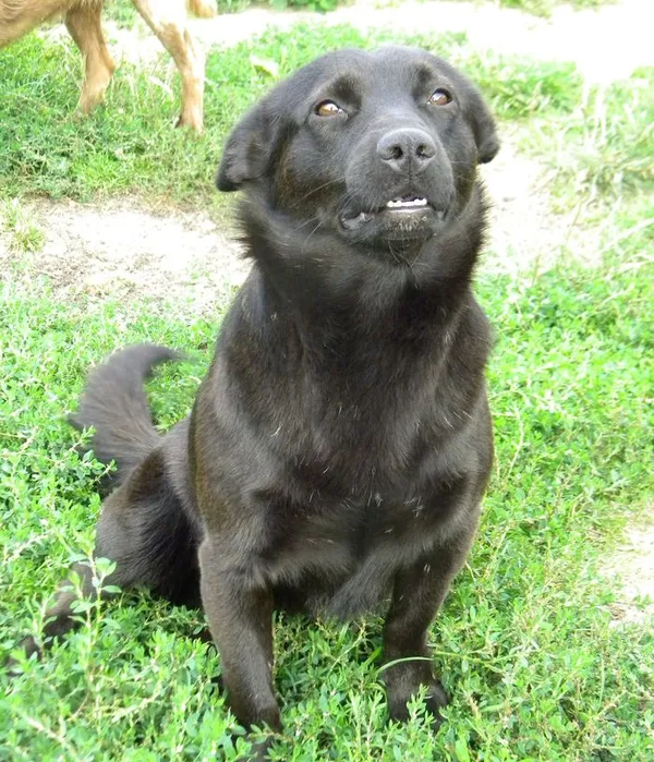 Pies do adopcji, Przyborówko, 26 września 2014 (1/3)
