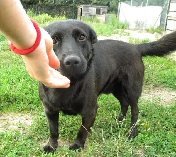Pies do adopcji, Przyborówko, 26 września 2014 (2/3)