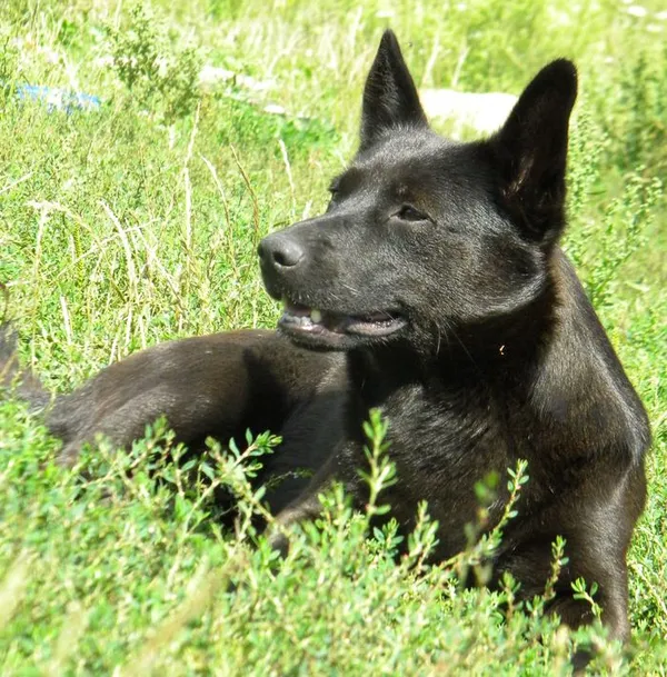 Pies do adopcji, Przyborówko, 26 września 2014 (3/3)