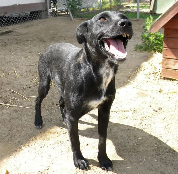 Pies do adopcji, Przyborówko, 21 września 2014 (2/3)