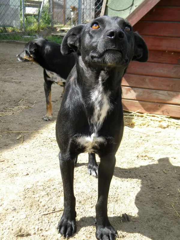 Pies do adopcji, Przyborówko, 21 września 2014 (3/3)