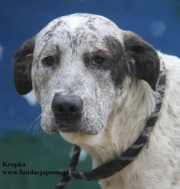 Kot do adopcji, Nowy Dwór Mazowiecki, 23 sierpnia 2025 (1/5)