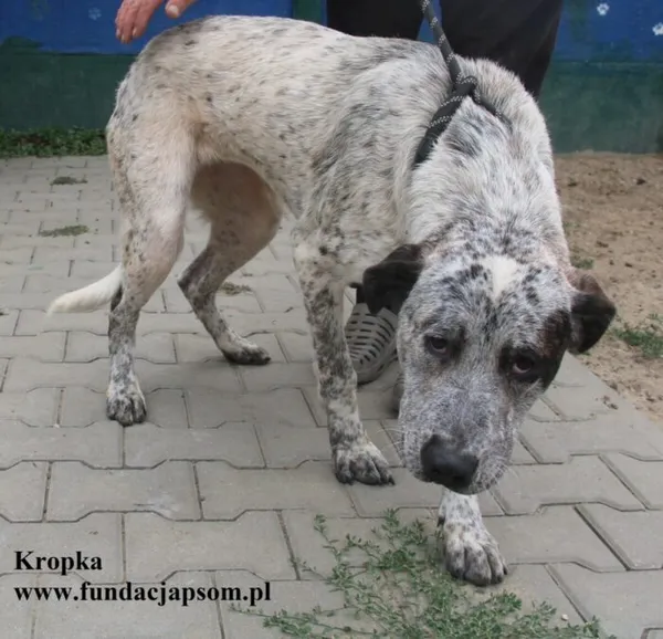 Kot do adopcji, Nowy Dwór Mazowiecki, 23 sierpnia 2025 (2/5)