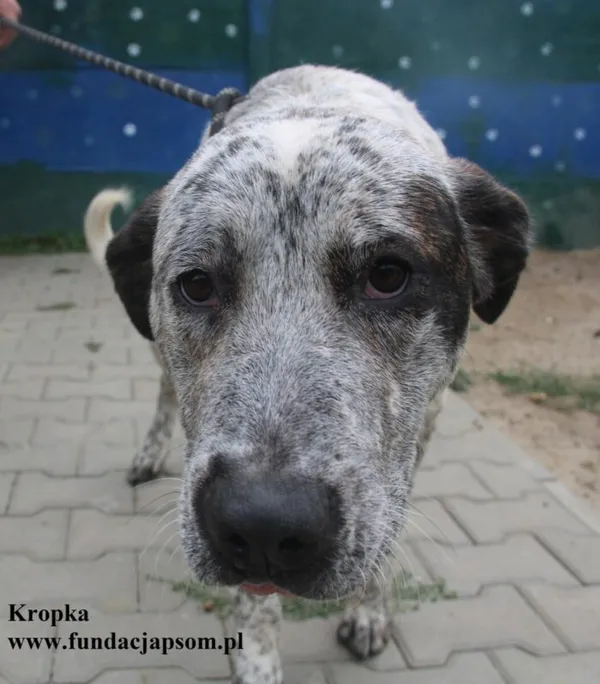 Kot do adopcji, Nowy Dwór Mazowiecki, 23 sierpnia 2025 (3/5)