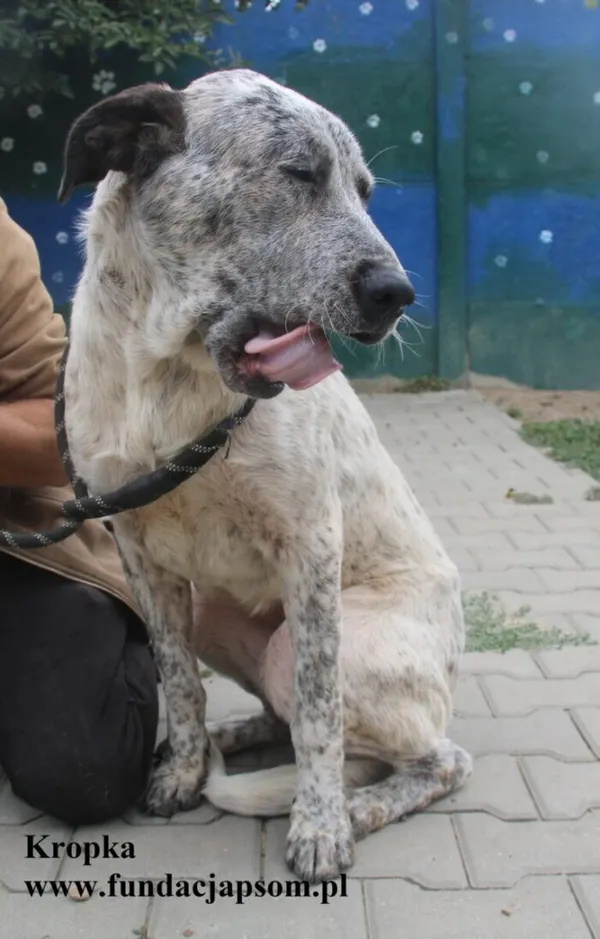 Kot do adopcji, Nowy Dwór Mazowiecki, 23 sierpnia 2025 (4/5)