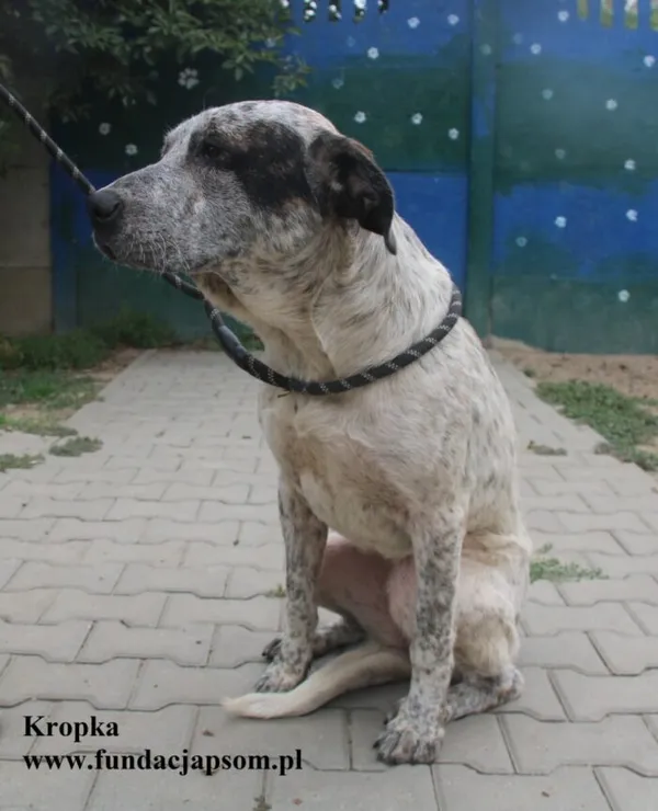 Kot do adopcji, Nowy Dwór Mazowiecki, 23 sierpnia 2025 (5/5)