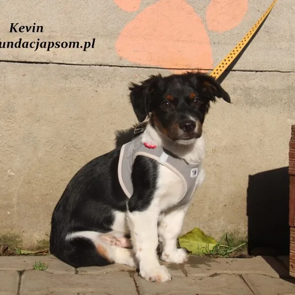 Pies do adopcji, Nowy Dwór Mazowiecki, 3 listopada 2022 (3/5)