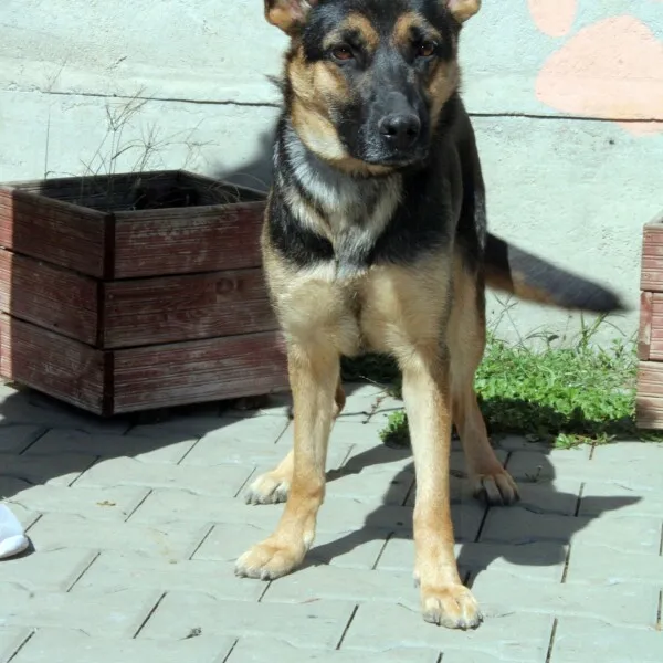 Pies do adopcji, Nowy Dwór Mazowiecki, 2 listopada 2022 (1/5)