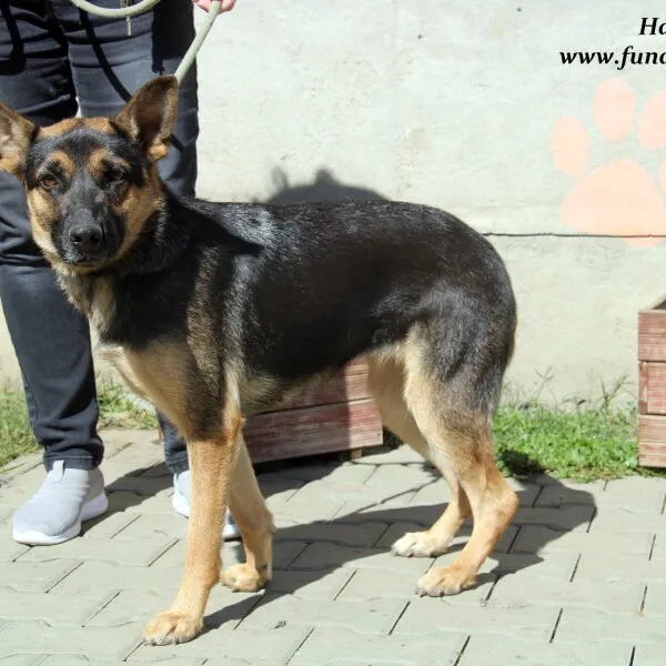 Pies do adopcji, Nowy Dwór Mazowiecki, 2 listopada 2022 (4/5)