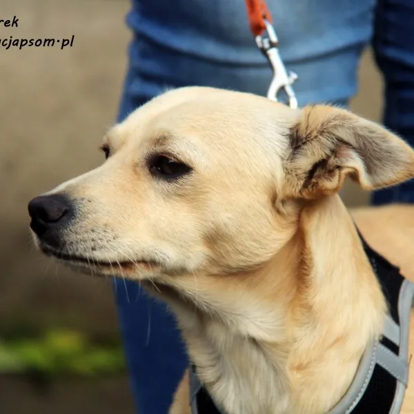 Pies do adopcji, Nowy Dwór Mazowiecki, 28 października 2022 (1/5)