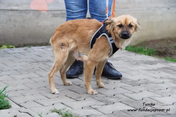 Pies do adopcji, Nowy Dwór Mazowiecki, 26 października 2022 (3/5)