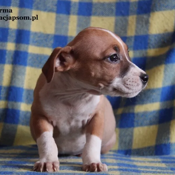Pies do adopcji, Nowy Dwór Mazowiecki, 26 października 2022 (4/5)