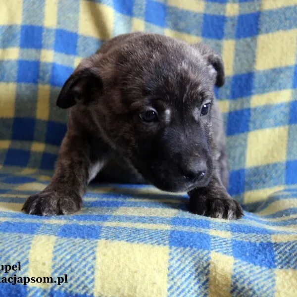 Pies do adopcji, Nowy Dwór Mazowiecki, 25 października 2022 (2/5)
