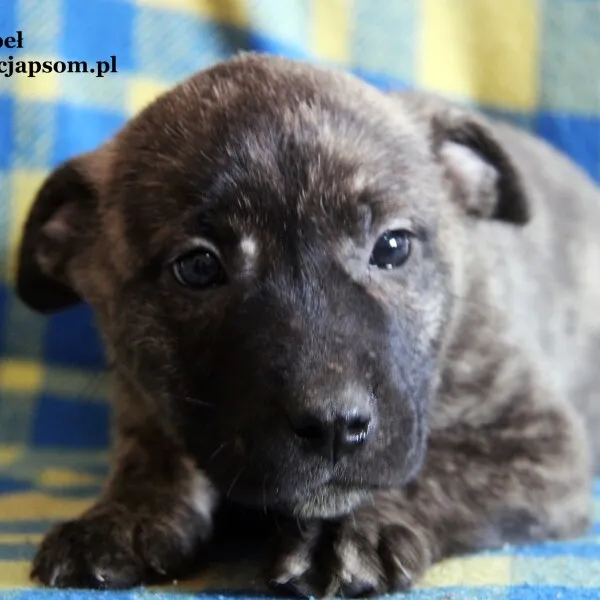 Pies do adopcji, Nowy Dwór Mazowiecki, 25 października 2022 (4/5)