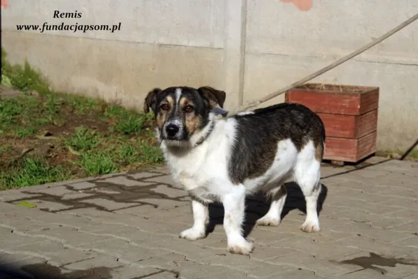 Pies do adopcji, Nowy Dwór Mazowiecki, 7 października 2022 (2/5)