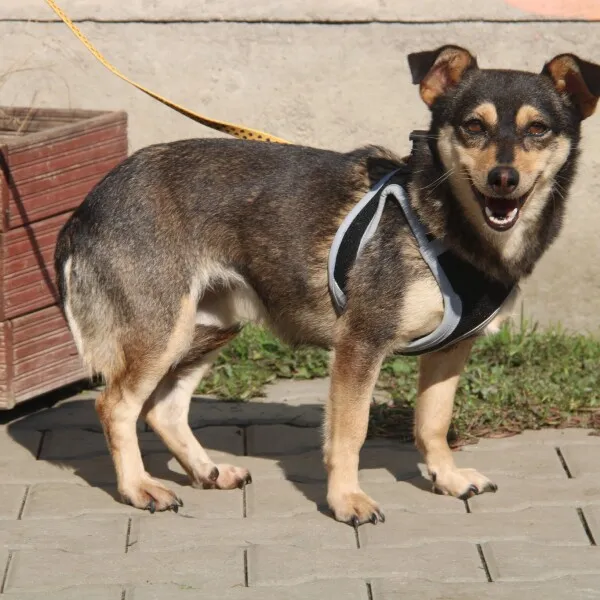 Pies do adopcji, Nowy Dwór Mazowiecki, 27 września 2022 (1/5)