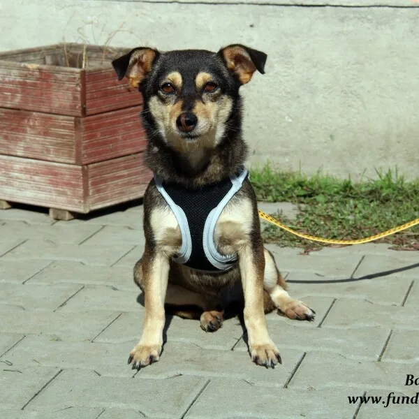Pies do adopcji, Nowy Dwór Mazowiecki, 27 września 2022 (2/5)