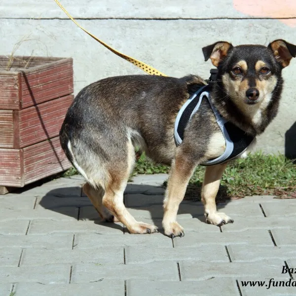 Pies do adopcji, Nowy Dwór Mazowiecki, 27 września 2022 (4/5)
