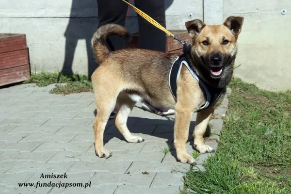 Pies do adopcji, Nowy Dwór Mazowiecki, 26 września 2022 (2/5)