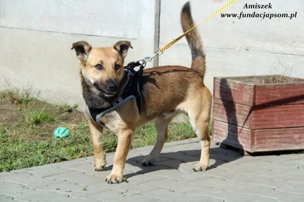 Pies do adopcji, Nowy Dwór Mazowiecki, 26 września 2022 (3/5)