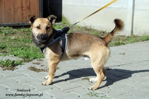 Pies do adopcji, Nowy Dwór Mazowiecki, 26 września 2022 (4/5)