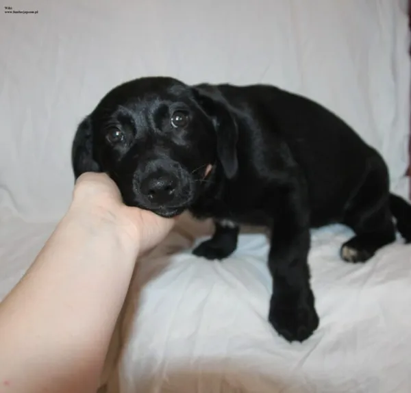 Pies do adopcji, Nowy Dwór Mazowiecki, 10 listopada 2025 (1/5)