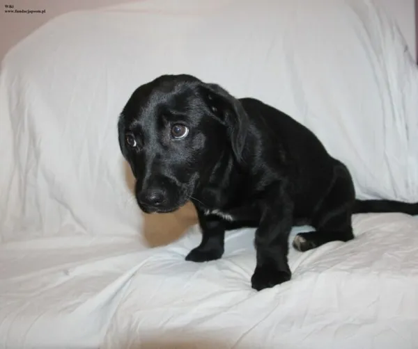 Pies do adopcji, Nowy Dwór Mazowiecki, 10 listopada 2025 (2/5)