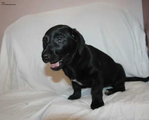 Pies do adopcji, Nowy Dwór Mazowiecki, 10 listopada 2025 (3/5)