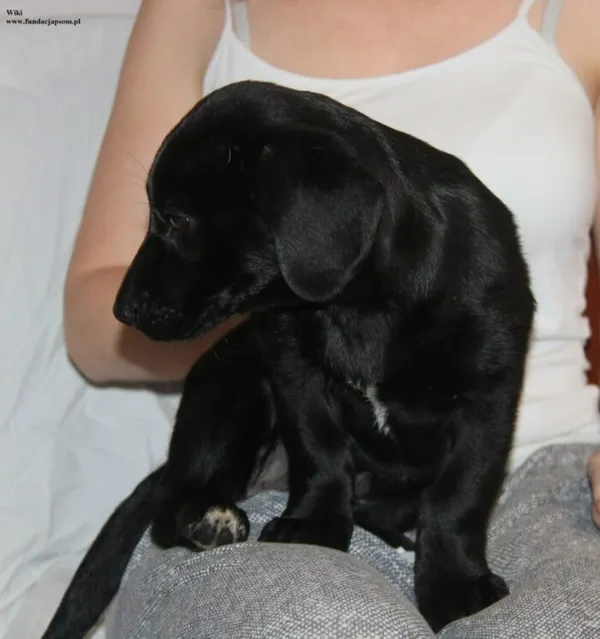 Pies do adopcji, Nowy Dwór Mazowiecki, 10 listopada 2025 (4/5)