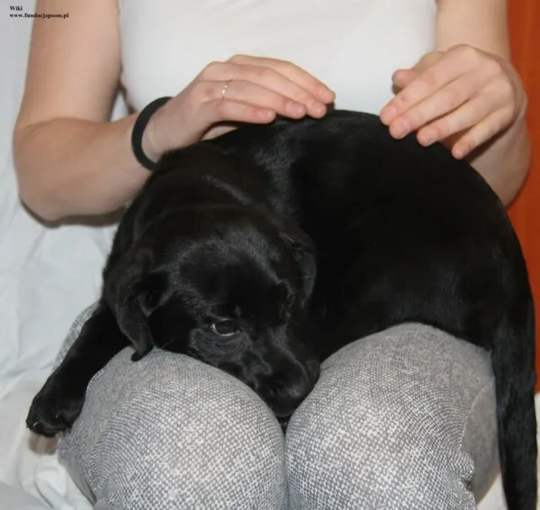 Pies do adopcji, Nowy Dwór Mazowiecki, 10 listopada 2025 (5/5)