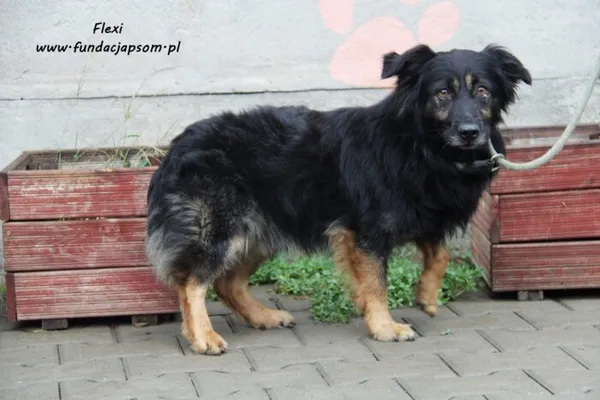 Pies do adopcji, Nowy Dwór Mazowiecki, 29 sierpnia 2022 (1/5)
