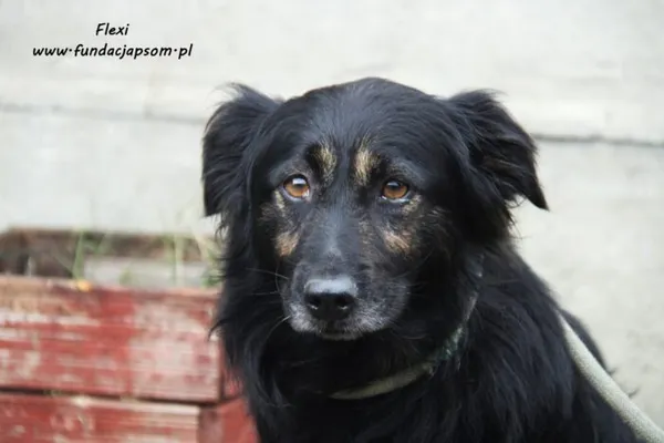 Pies do adopcji, Nowy Dwór Mazowiecki, 29 sierpnia 2022 (2/5)