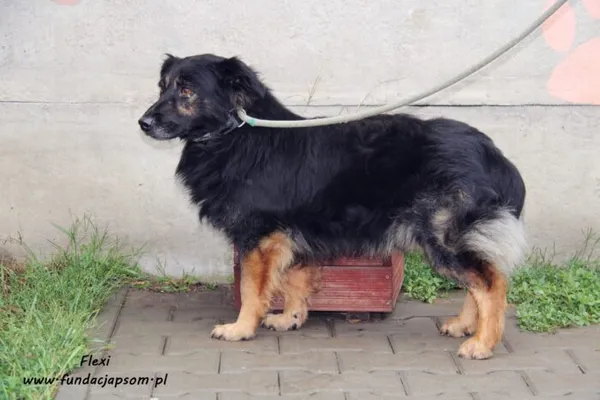 Pies do adopcji, Nowy Dwór Mazowiecki, 29 sierpnia 2022 (3/5)