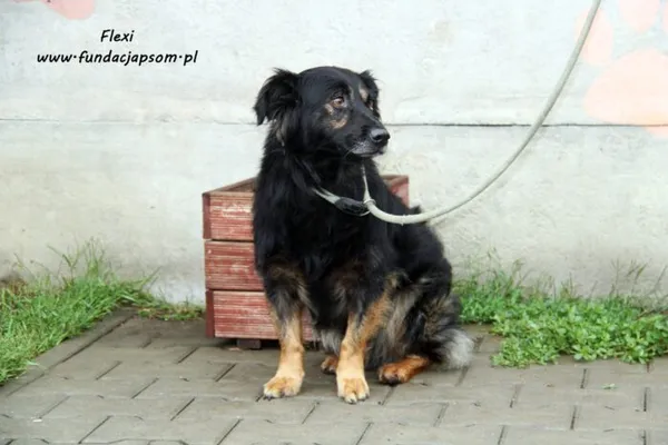 Pies do adopcji, Nowy Dwór Mazowiecki, 29 sierpnia 2022 (4/5)